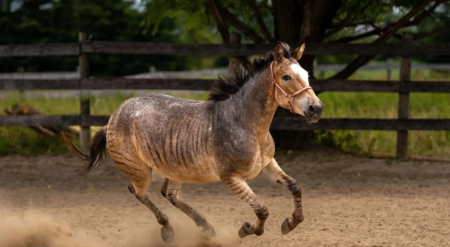 Stable Acres / American Made Miniatures Farm Sanctuary photo 4