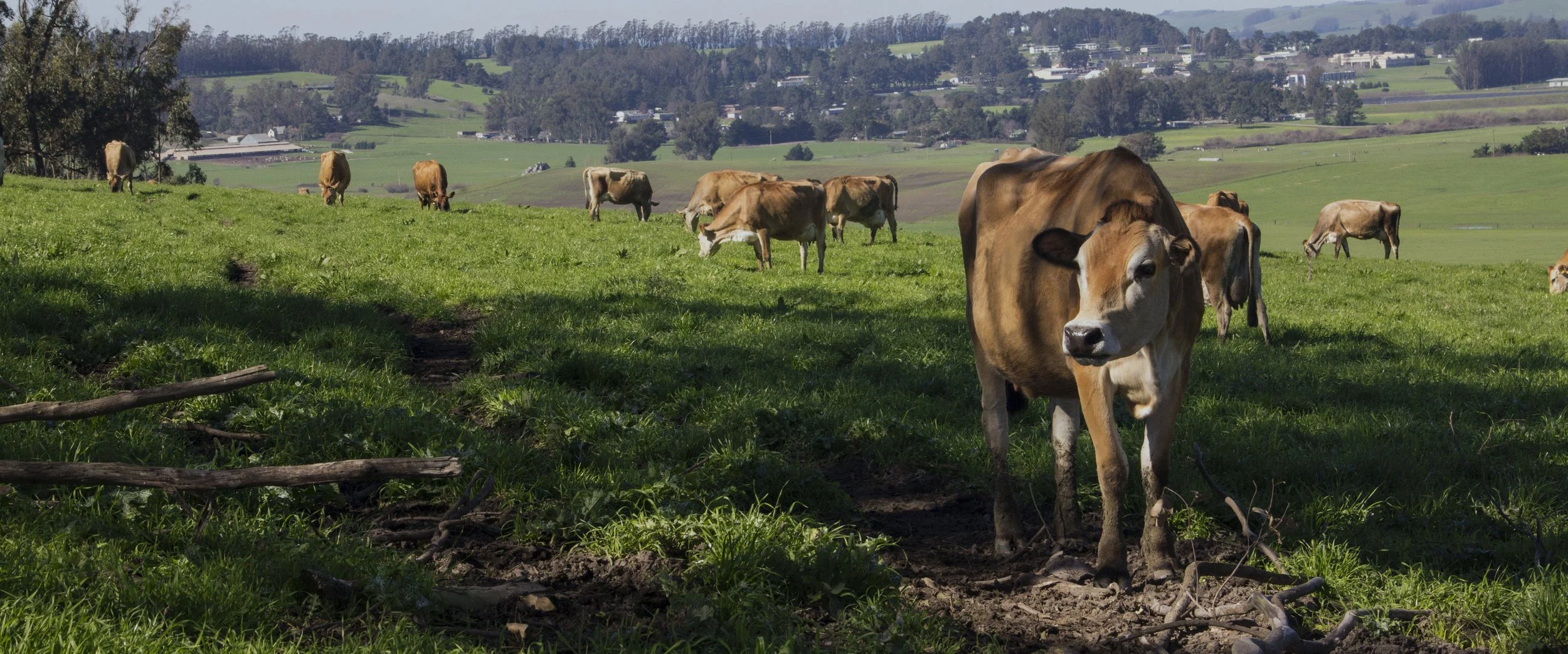 Petaluma Creamery photo 5