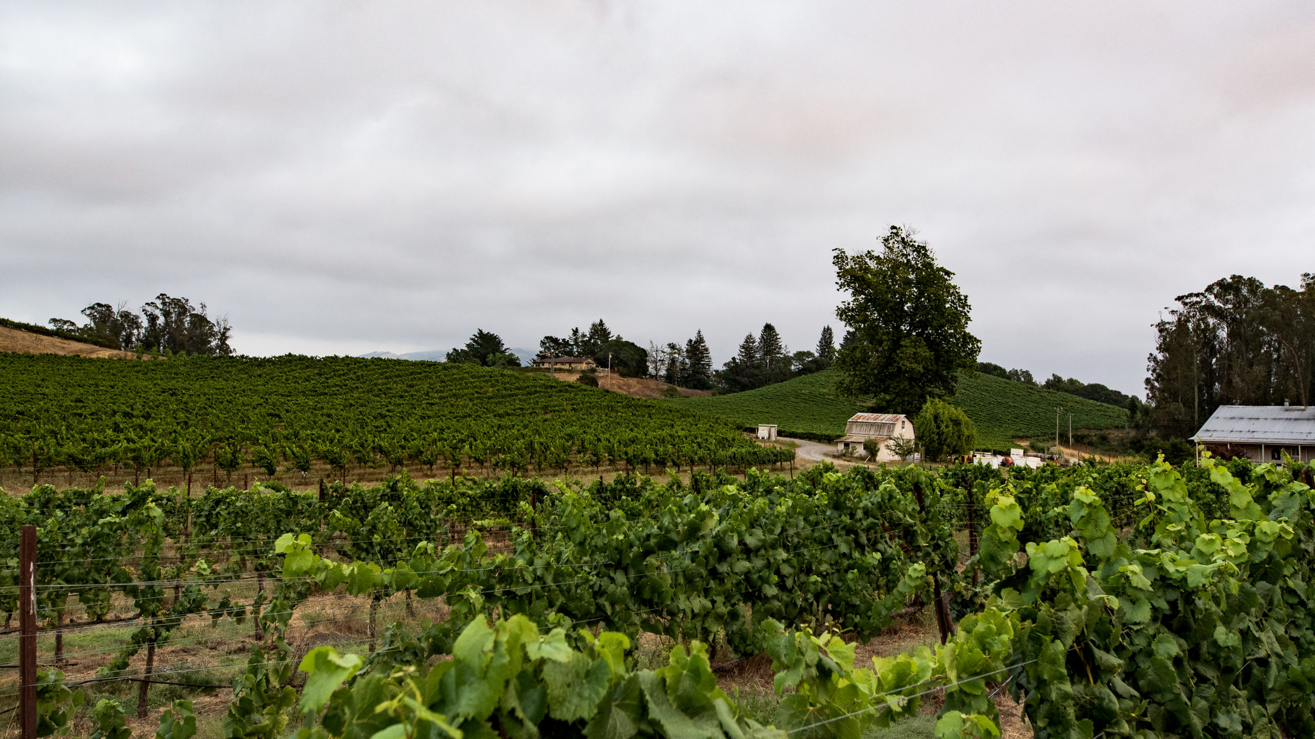 Black Knight Vineyards Tasting Room