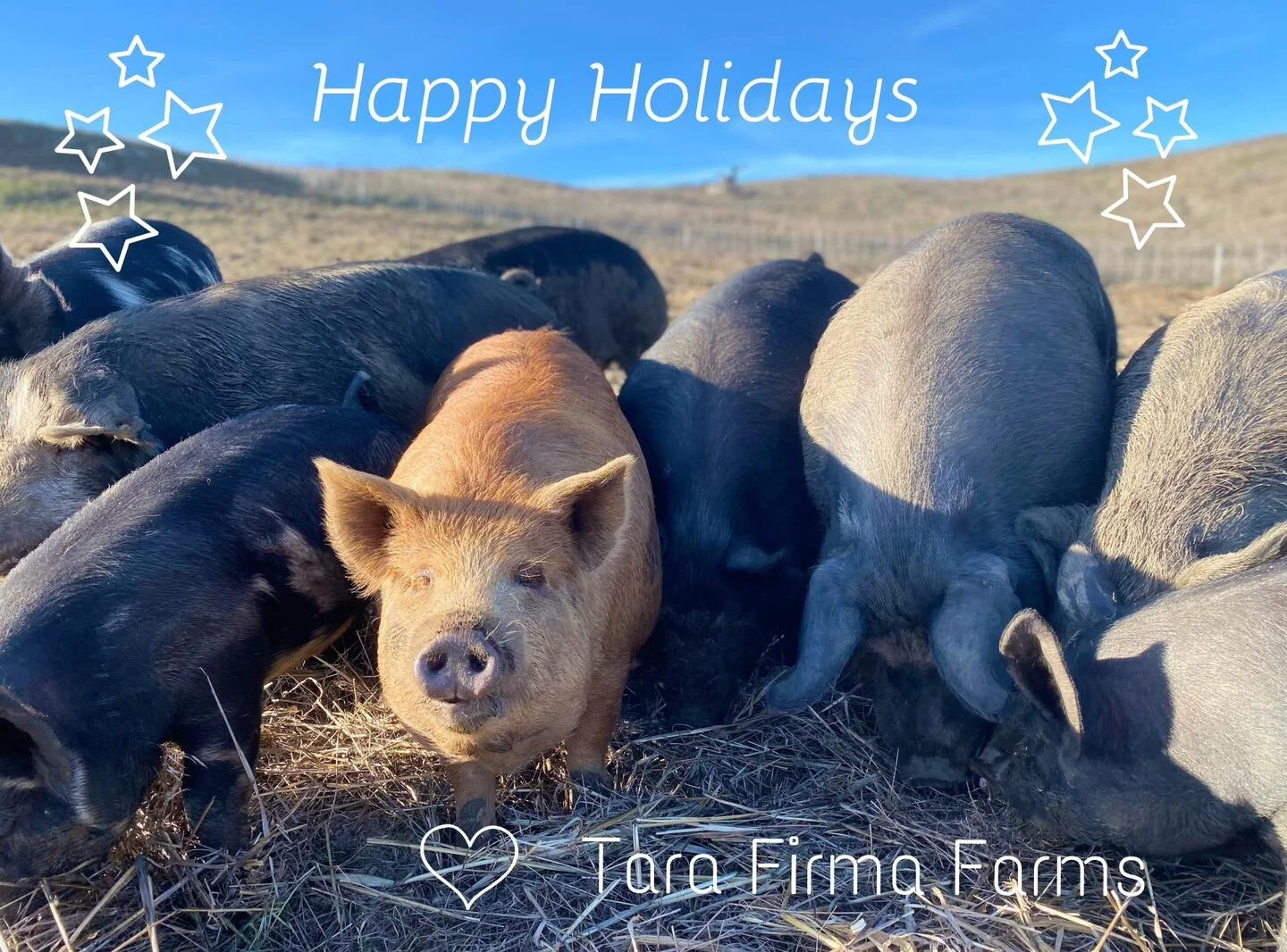 Tara Firma Farms