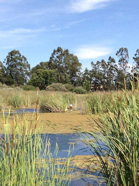 Ellis Creek Wetlands Trails