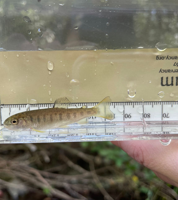 United Anglers of Casa Grande High School Hatchery photo 3