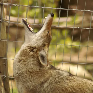 Sonoma County Wildlife Rescue photo 4