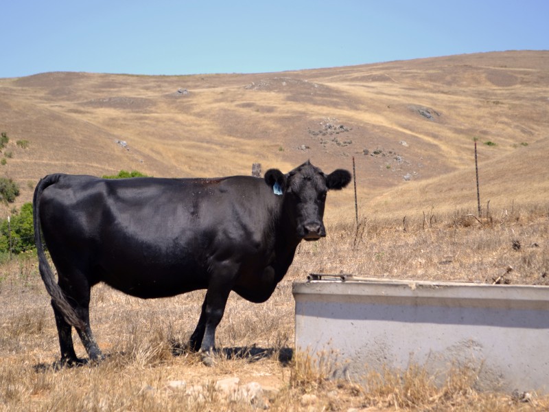 Chileno Valley Ranch photo 3