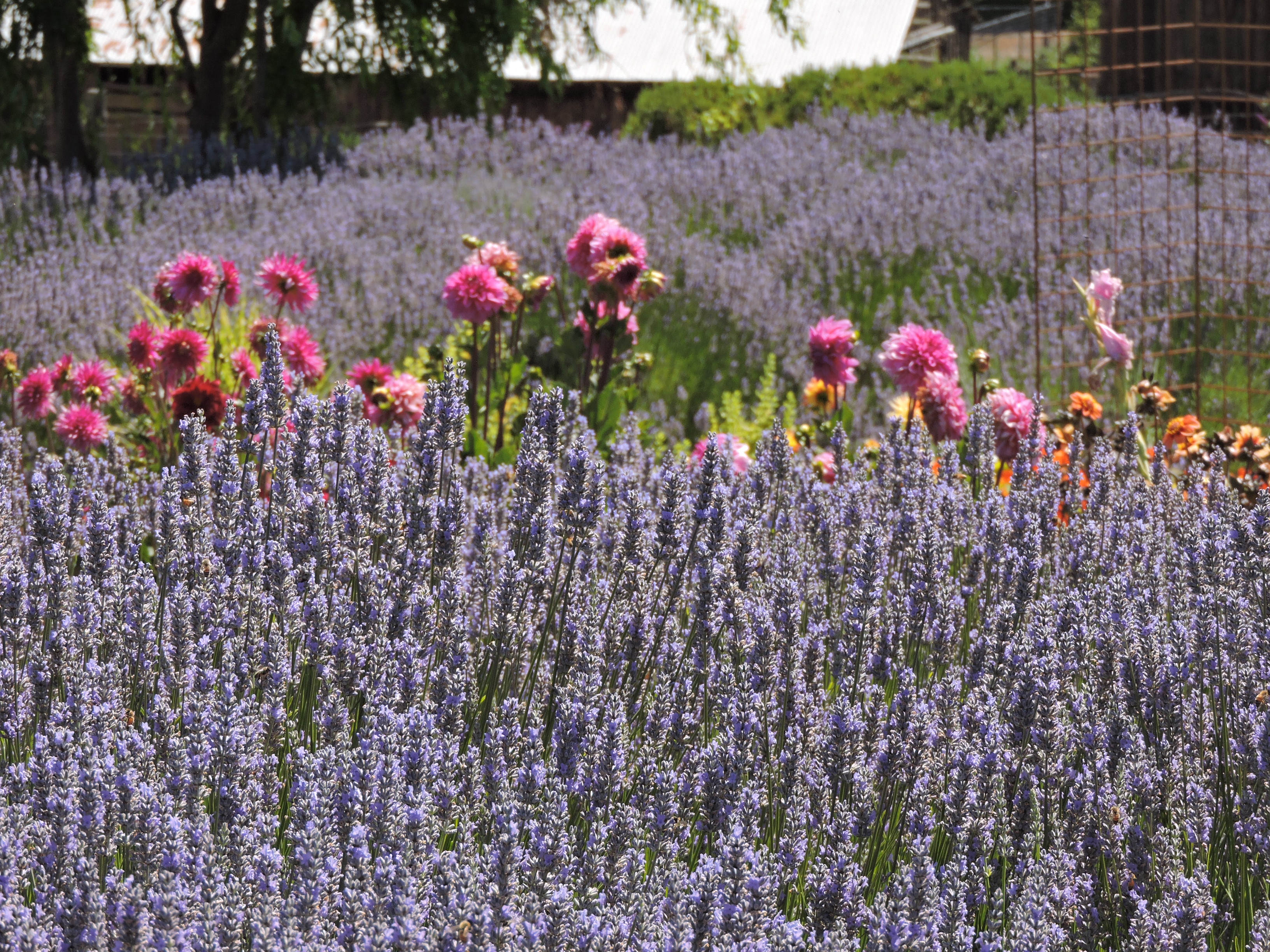 Lavender Bee Farm photo 3