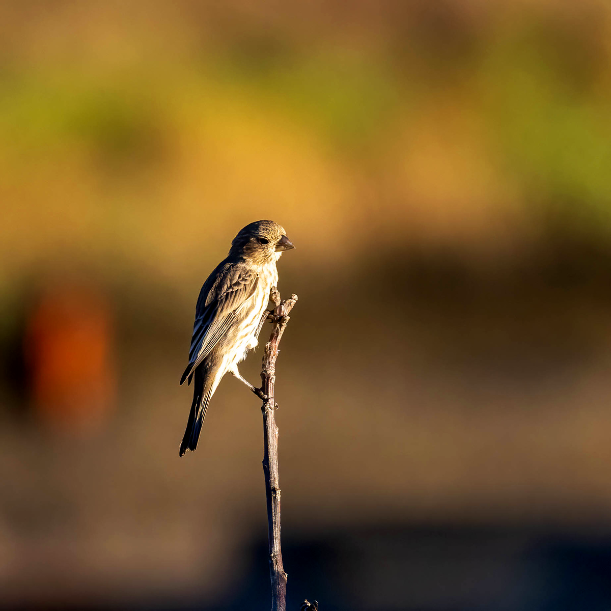 Petaluma River Park photo 2
